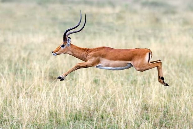 impala-leap