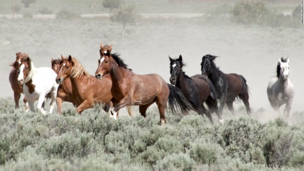 140716163603-mustang-monument-wild-horses-running-horizontal-large-gallery