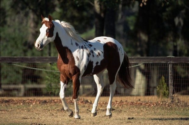 Paint Horse in Field