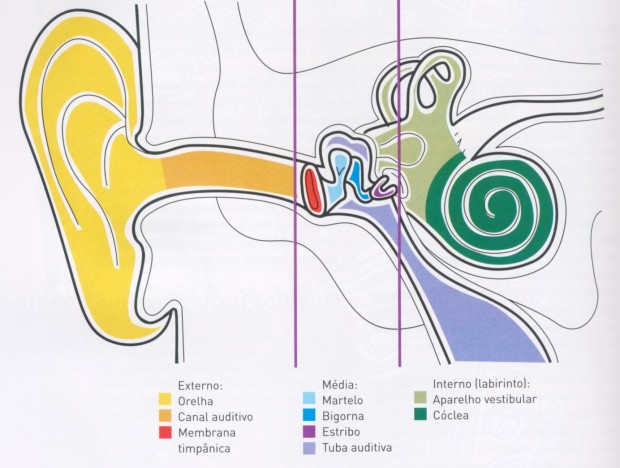 ouvido_interno