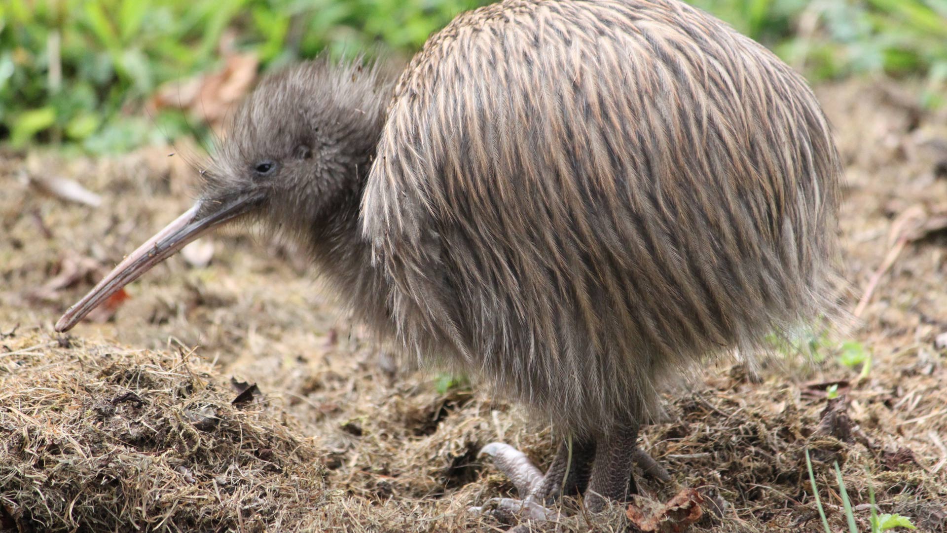 southern-brown-kiwi-tokoeka-stewart-island-photo-credit-alina-thiebes1920