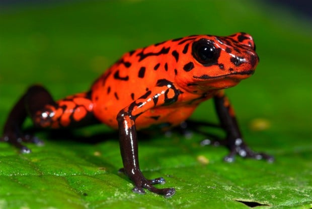 06 Dec 2011 --- Strawberry Poison Dart Frog (Oophaga pumilio), Guayacan, Costa Rica --- Image by © Robert Pickett/Visuals Unlimited/Corbis